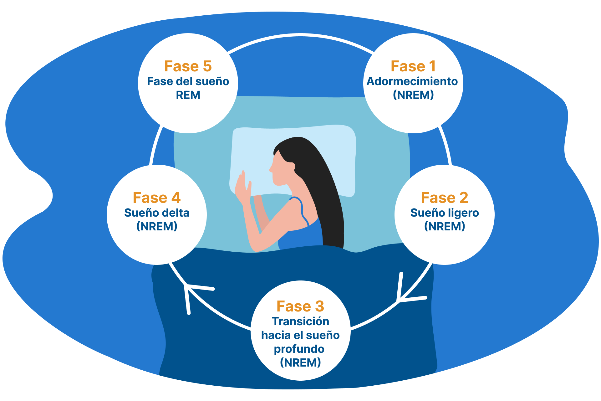 ciclo del sueño