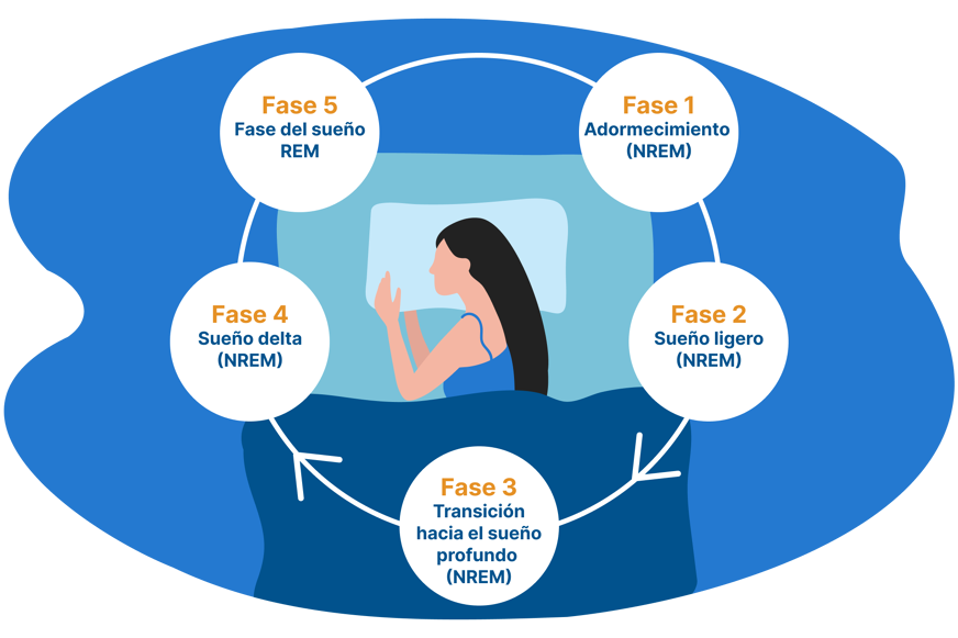fases del sueño