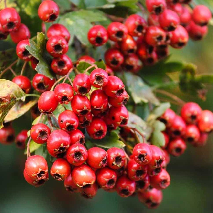 Fruto del Espino blanco