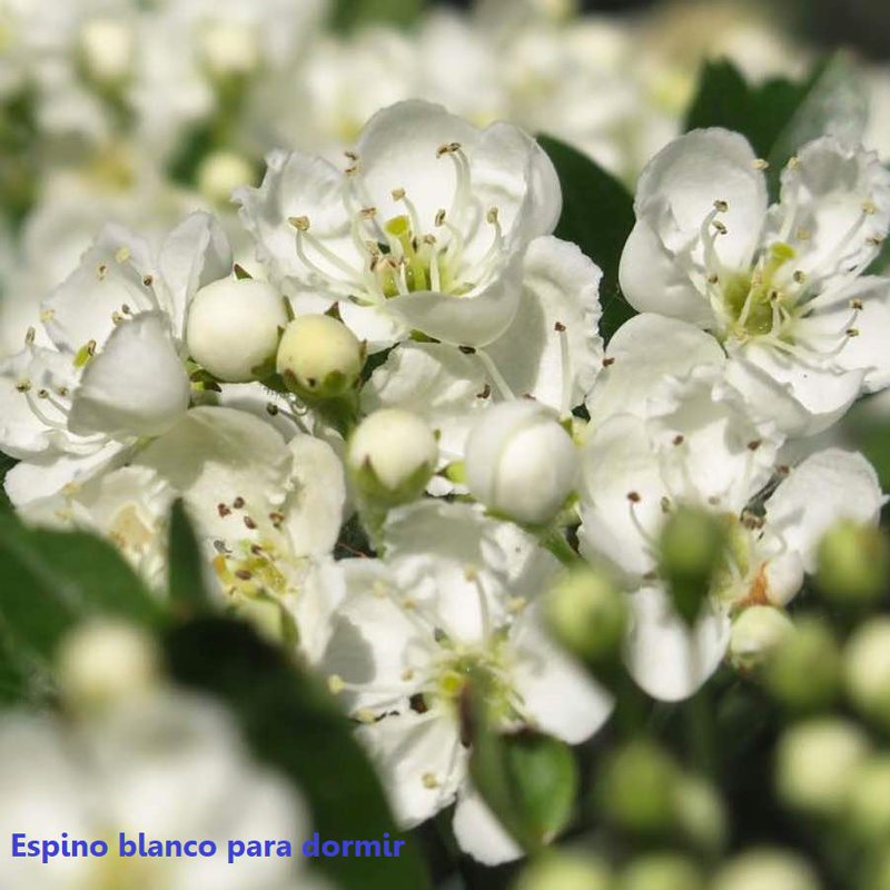 ¿Para qué sirve el espino blanco ?