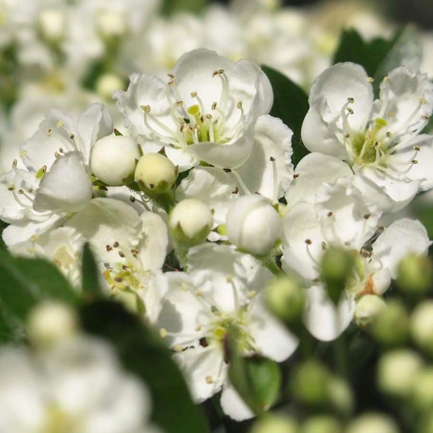 como se usa el Espino blanco